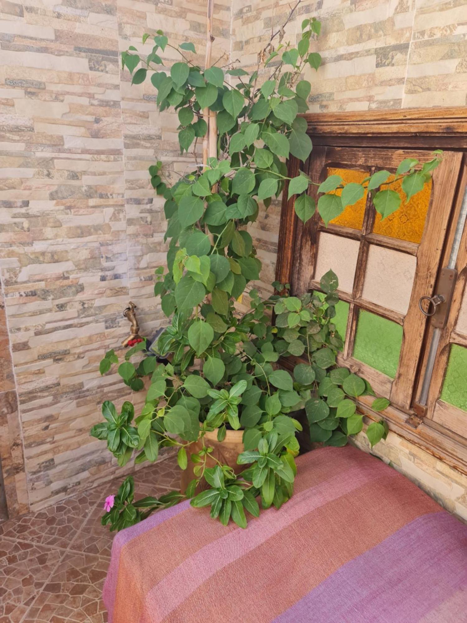 Riad Bab Almadina مراكش المظهر الخارجي الصورة